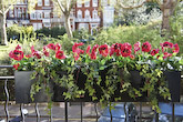 Artificial plants in window boxes